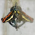 Ranitomeya uakarii 'Quebrada Tamshiyacu' NEW, Amfibie, 0 tot 2 jaar