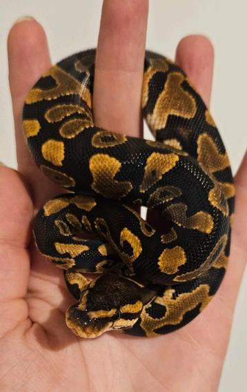 Yb/asphalt beschikbaar voor biedingen