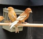 Witte phaeo kanarie pop, Dieren en Toebehoren, Vogels | Kanaries, Vrouwelijk, Kleurkanarie
