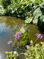 Ijzerhard of verbena bonariensis, Ophalen of Verzenden, Zomer, Overige soorten, Volle zon