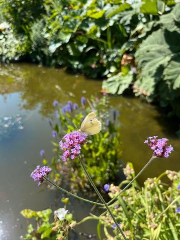 Ijzerhard of verbena bonariensis beschikbaar voor biedingen