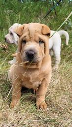 Sharpei pups, Overige rassen, Teef, Meerdere, Nederland