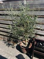 Olijfboom, Tuin en Terras, Planten | Bomen, Ophalen, Volle zon, Olijfboom, 100 tot 250 cm