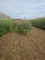 zware /grote photinia red robin/ glansmispel, Tuin en Terras, Ophalen, Overige soorten