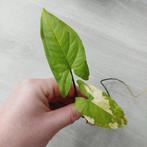 Syngonium podophyllum aurea kopstek, Huis en Inrichting, Kamerplanten, Ophalen of Verzenden