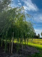 Diverse soorten wilgen, Volle zon, Minder dan 100 cm, Zomer, Overige soorten