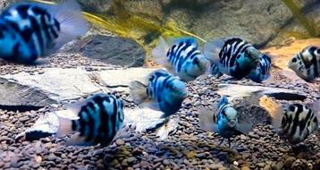Jonge Blue polars €3.95 per stuk & 6 voor €20 beschikbaar voor biedingen
