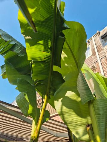 4x Musa Basjoo / bananenplanten minimaal 1.70m beschikbaar voor biedingen