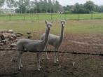 Alpaca, Dieren en Toebehoren, Overige Dieren, Vrouwelijk, Voor 1 juli 2024