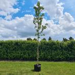 Amberboom | Liquidambar, 250 tot 400 cm, Volle zon, In pot, Overige soorten