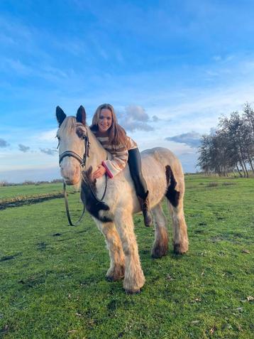 Verzorger gezocht voor 2 pony’s beschikbaar voor biedingen