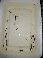 Neocaridina garnalen mix 10 voor 5 euro+ gratis plukje mos, Kreeft, Krab of Garnaal, Zoetwatervis, Schoolvis