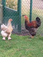 Brahma kippen, Dieren en Toebehoren, Pluimvee, Meerdere dieren, Kip