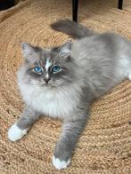 Siberische Neva Masquerade (ex)kater Noah zoekt een thuis, Dieren en Toebehoren, Katten en Kittens | Raskatten | Langhaar, Kater