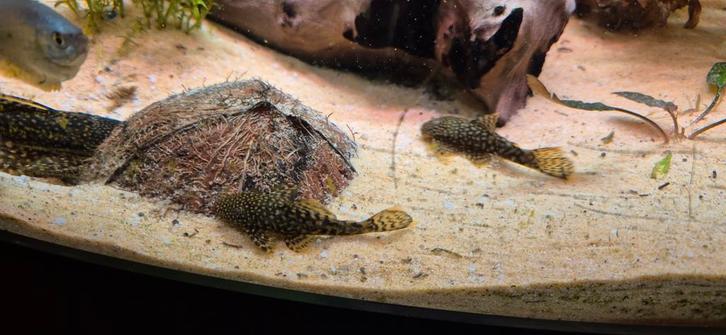 Borstelneus meerval (antennemeerval), Dieren en Toebehoren, Vissen | Aquariumvissen, Zoetwatervis, Vis