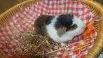 Cavia beertjes, Dieren en Toebehoren, Knaagdieren, Cavia, Mannelijk, Tam, Oktober