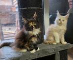 Maine coon kittens, Dieren en Toebehoren, Katten en Kittens | Raskatten | Langhaar, Meerdere dieren, Gechipt, 0 tot 2 jaar