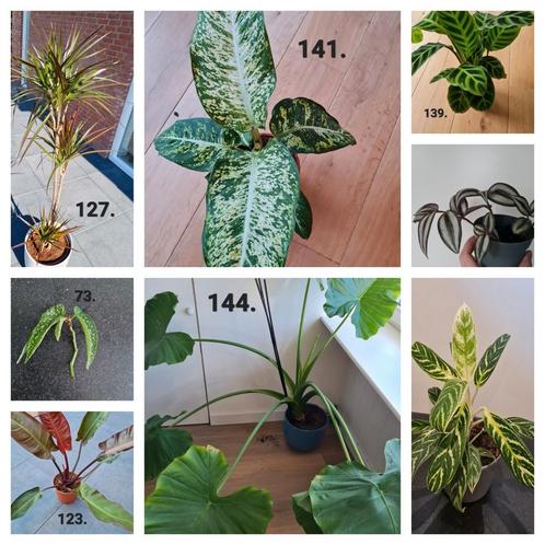Stekjes en kamerplanten, veel soorten, Huis en Inrichting, Kamerplanten, Overige soorten, Minder dan 100 cm, Ophalen of Verzenden