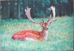 liggend hert met gewei  -  onbeschreven, Verzenden, 1960 tot 1980, Ongelopen, Wild dier