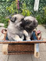 Raszuiver wolfsgrauwe keeshond pups, 8 tot 15 weken, Meerdere, Meerdere dieren, Nederland
