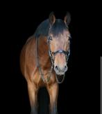 Lieve KWPN ruin, Dieren en Toebehoren, B, Gechipt, Ruin, Dressuurpaard