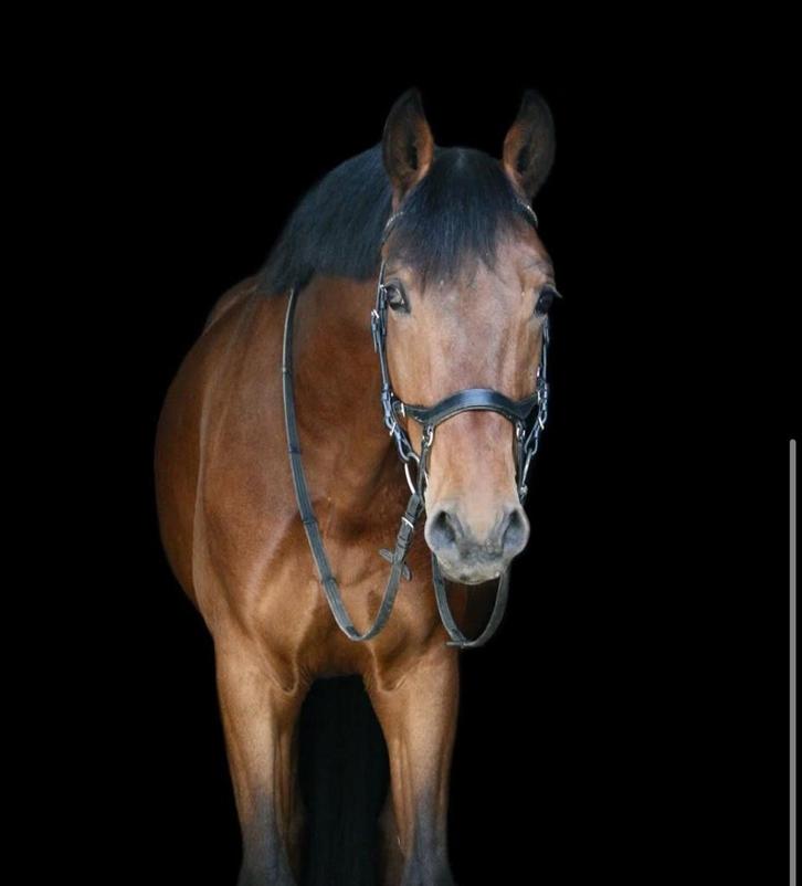 Lieve KWPN ruin, Dieren en Toebehoren, Paarden, Ruin, B, 160 tot 165 cm, 3 tot 6 jaar, Dressuurpaard, Met stamboom, Gechipt, Ontwormd