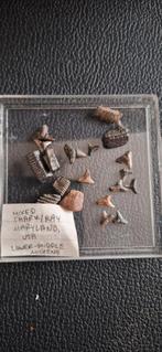 Fossiele haaientanden uit Maryland, USA, Ophalen of Verzenden, Fossiel