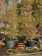 Carpinus betulus (Haagbeuk) Meerstammig, Tuin en Terras, Planten | Bomen, Overige soorten, Lente, 250 tot 400 cm, Ophalen