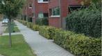 Haagplanten / erfafscheiding / heg / haag, Ophalen of Verzenden, Beukenhaag, 100 tot 250 cm