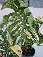 Monstera Thai constellation, Huis en Inrichting, Kamerplanten, Ophalen, Overige soorten, Minder dan 100 cm