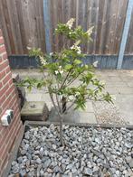 Planten op stam - 120cm - Mooie gezonde planten, Tuin en Terras, Planten | Bomen, 100 tot 250 cm, Zomer, Volle zon, In pot