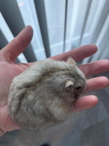 Super lieve hamster beschikbaar aparte kleur €15 euro 1 jaar beschikbaar voor biedingen