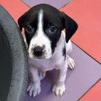 ACE: Jamiro is een leuke, actieve pup, Particulier, Rabiës (hondsdolheid), Reu, 8 tot 15 weken