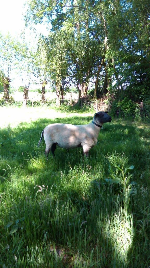Bleu du Maine fokram, Dieren en Toebehoren, Schapen, Geiten en Varkens, Schaap, Mannelijk, 3 tot 5 jaar