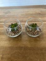 Ecolife decoratieve kunstplanten in glazen bol, Huis en Inrichting, Ophalen of Verzenden, Gebruikt, Binnen