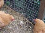Buff Orpington broedeieren., Dieren en Toebehoren, Pluimvee, Meerdere dieren, Kip