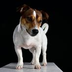 Jack Russell Dekreu nr.1 Sukha, Dieren en Toebehoren, Honden | Dekreuen, Particulier, CDV (hondenziekte), 1 tot 2 jaar, Reu