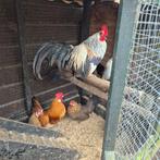 Hollandsekriel, Dieren en Toebehoren, Geslacht onbekend, Kip