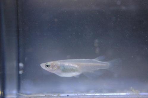 Medaka Miyuki Silver/White, Dieren en Toebehoren, Vissen | Vijvervissen, Overige soorten