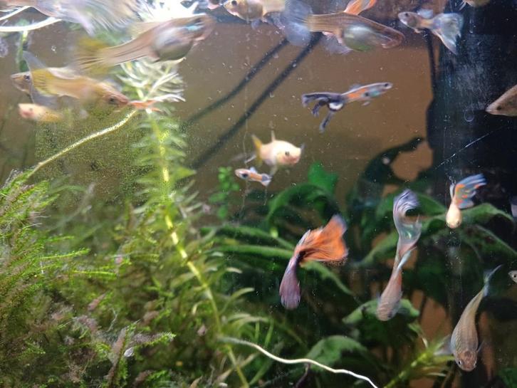 Guppen mix, Dieren en Toebehoren, Vissen | Aquariumvissen, Vis