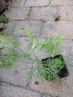 Colaplant / Artemisia abrotanum 'Coca Cola', Ophalen, Bloeit niet, Vaste plant, Volle zon