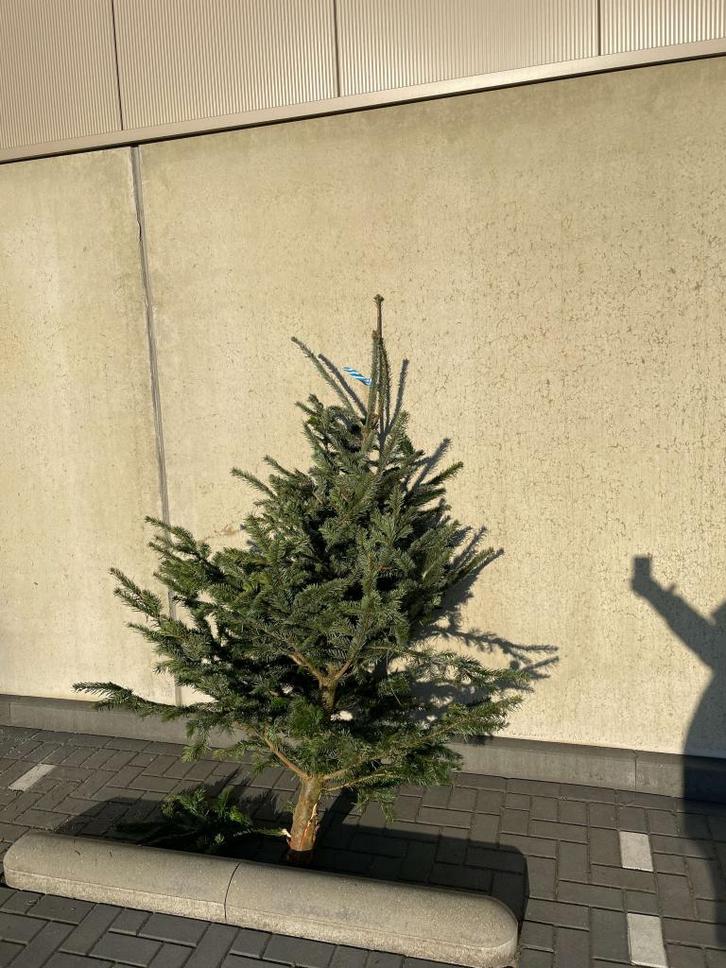 GRATIS! Echte Kerstboom afhalen zolang voorraad strekt., Tuin en Terras, Planten | Bomen, Overige soorten, 100 tot 250 cm, Ophalen