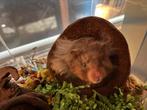 Lieve Syrische hamster zoekt goed huis, Dieren en Toebehoren, Knaagdieren, Vrouwelijk, Hamster, Tam