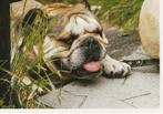 Kaart Old Englisch Bulldog, Ophalen of Verzenden, 1980 tot heden, Ongelopen, Hond of Kat