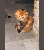 Britse kittens te koop, Meerdere dieren