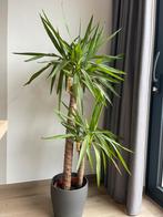 Mooie Yucca kamerplant te koop!, Huis en Inrichting, Ophalen, 100 tot 150 cm, Halfschaduw, In pot
