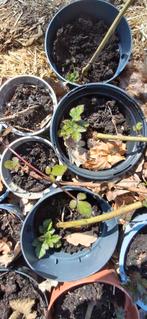 Doornloze braam, Herfst framboos, Ophalen, Zomer, Fruitplanten, Volle zon