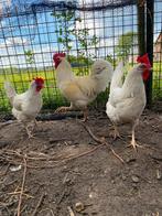 Gezocht! Gratis kippen elke leeftijd!, Dieren en Toebehoren, Pluimvee, Vrouwelijk, Kip