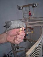 Jonge halsbandparkiet, Dieren en Toebehoren, Vogels | Parkieten en Papegaaien, Vrouwelijk, Parkiet, Tam