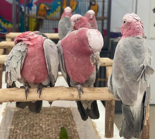 groene papegaaien , roze kaketoes & blauwe aras, Dieren en Toebehoren, Vogels | Parkieten en Papegaaien, Papegaai, Meerdere dieren